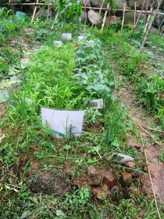 台湾首位园艺治疗师：当你照料植物，就是一种疗癒