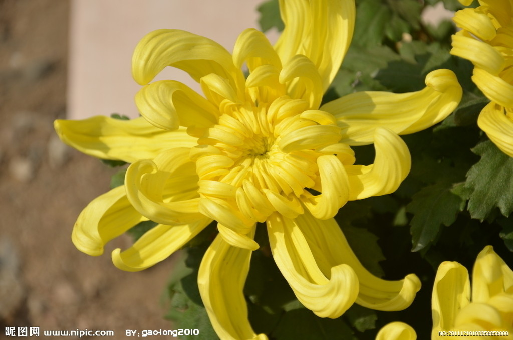 名老中医治痔疮验方,常用的土方法治疗痔疮