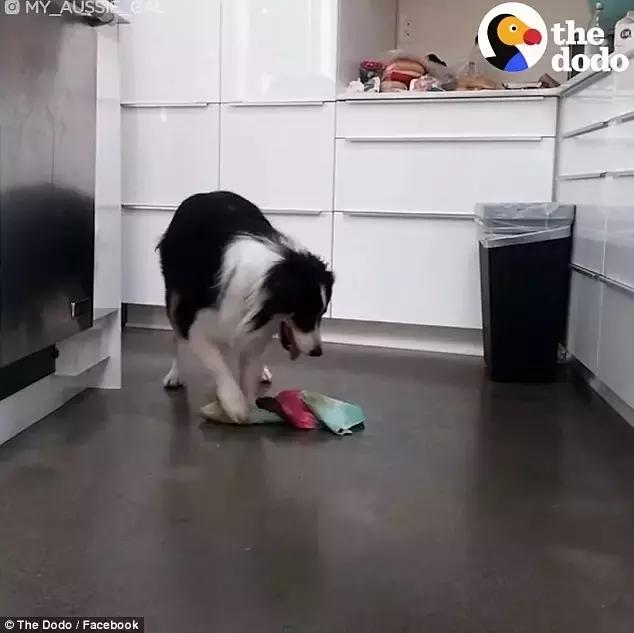 这只牧羊犬挺特别的,一只呆萌又可爱的牧羊犬