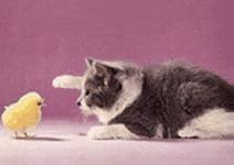 这只牧羊犬挺特别的,一只呆萌又可爱的牧羊犬