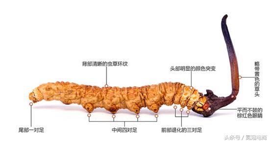 冬虫夏草到底是草还是虫,冬虫夏草是虫还是草