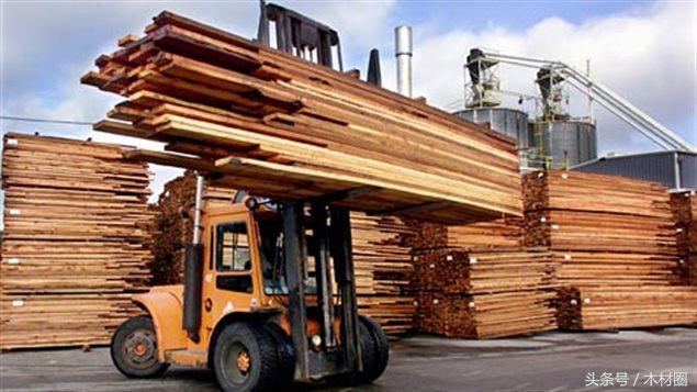 湖南邵东木材市场杉木价格,2022杉树木材价格一览表