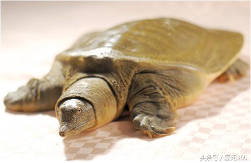 请问甲鱼怎样吃好适宜哪些人群,甲鱼不适宜什么人吃