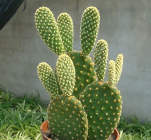 养花改善磁场,养花驱小虫神器