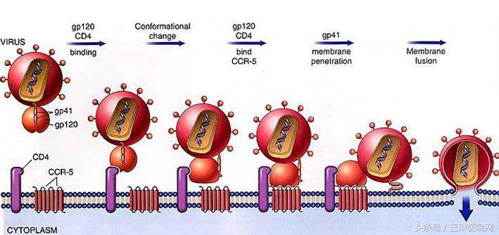 关于艾滋病你不知道的五大真相,关于艾滋病你要知道的几件事