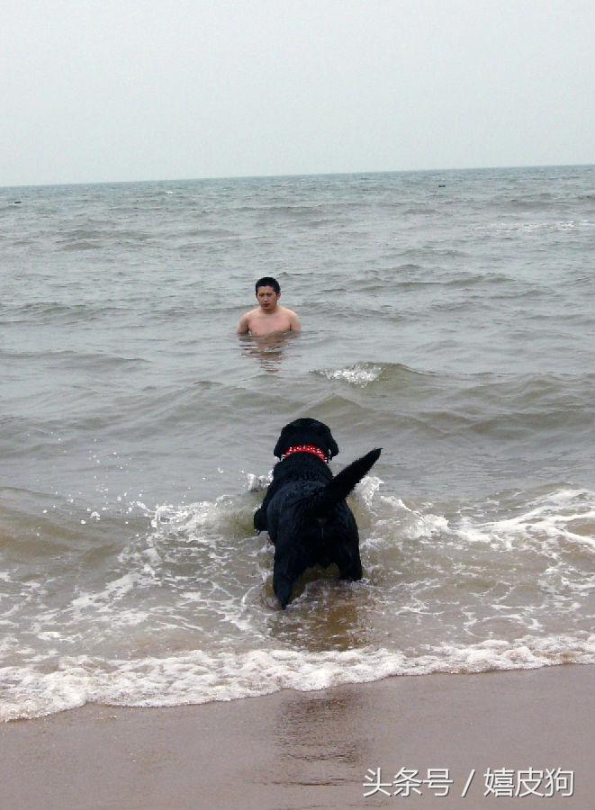 大狗黑色黄色,大狗黑灰色