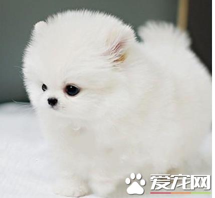 博美犬不可以吃什么东西,博美犬饮食注意事项