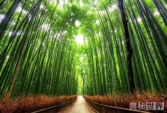 世界上最美的地方,世界上最美的地方是什么样的