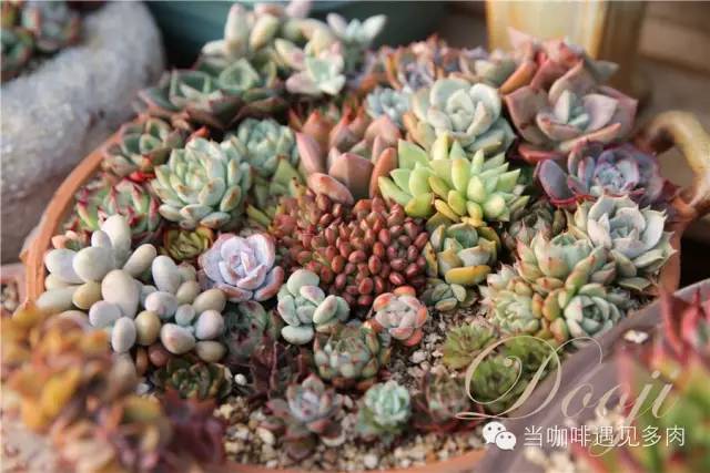 老桩大群多肉,大盆群生老桩图片大全