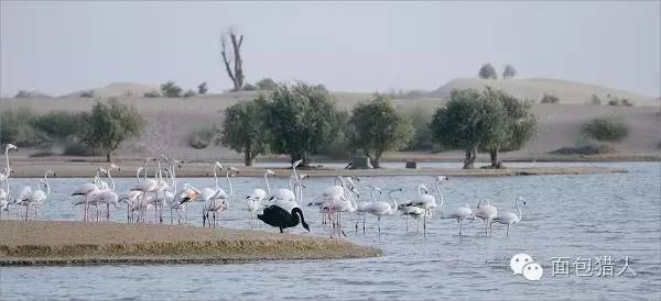 去了迪拜才知道有钱真重要,迪拜是世界上最有钱的地方吗