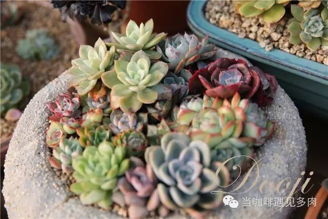 老桩大群多肉,大盆群生老桩图片大全