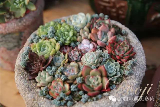 老桩大群多肉,大盆群生老桩图片大全