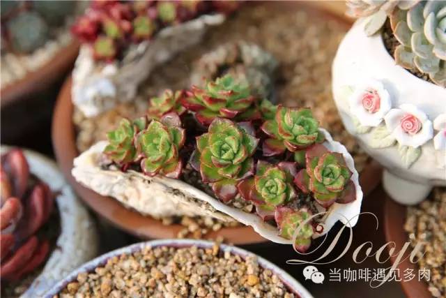 老桩大群多肉,大盆群生老桩图片大全