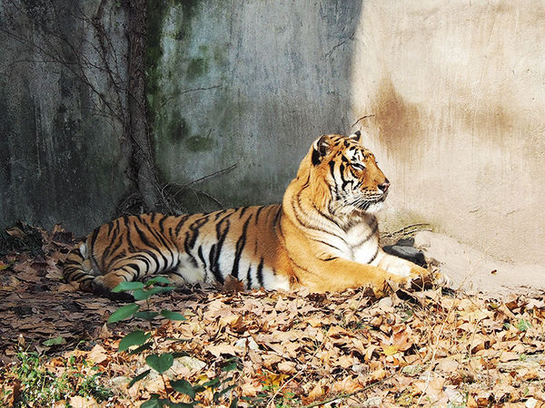 奥林巴斯e-pl8可以自拍吗,奥林巴斯epl8拍的照片