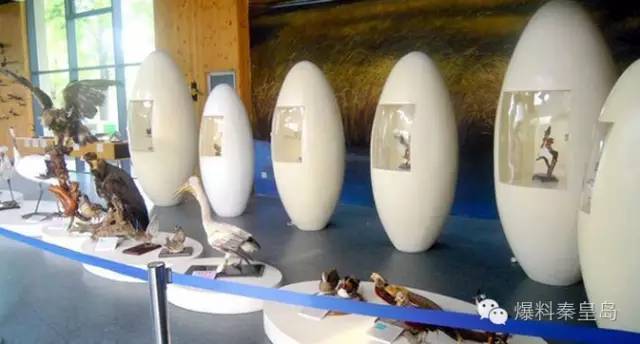 秦皇岛观鸟最有名的鸟,秦皇岛有哪些鸟