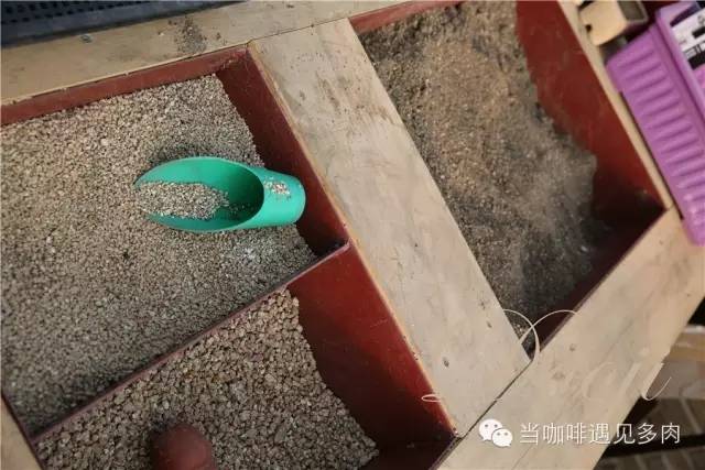 老桩大群多肉,大盆群生老桩图片大全