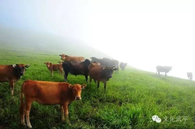 “牙人”、“相牛”——你知道这些即将失传的术语吗？