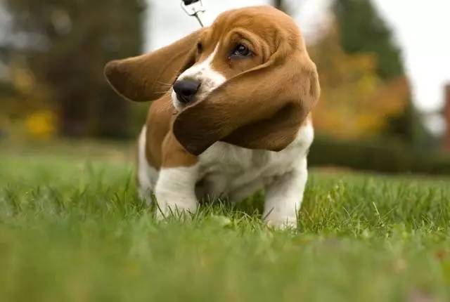 白色腿细细的那种狗是什么狗,细腿狗是什么狗