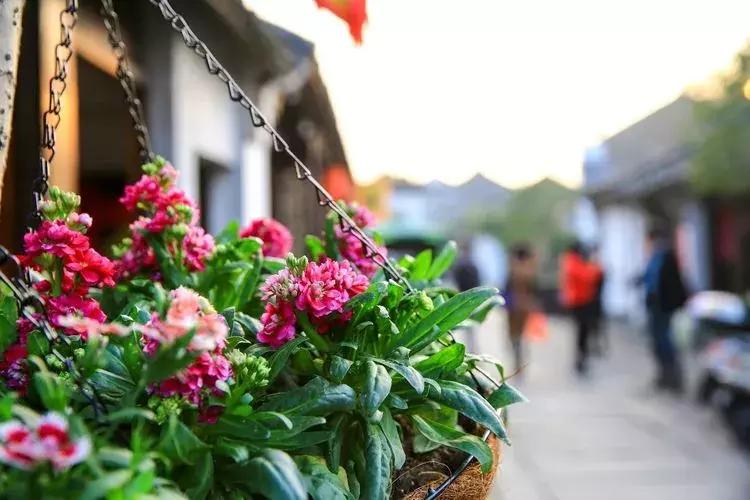 震泽古镇水岸寒舍,水岸寒舍