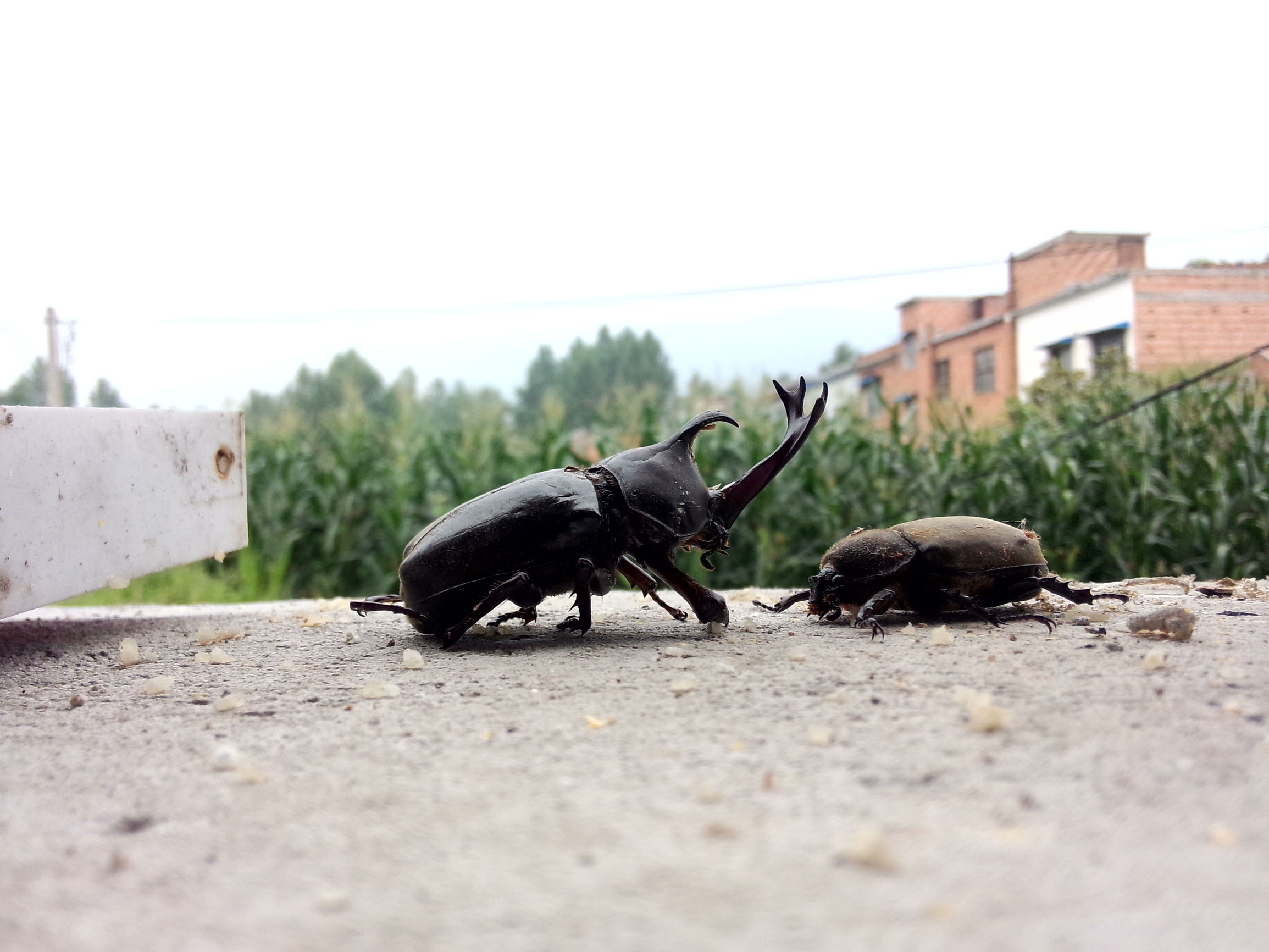 魅族的拍照很差？MX3的用户可不这么想