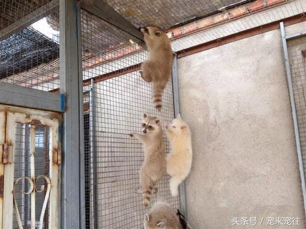 小浣熊为什么叫火箭,1w的小浣熊和几百的小浣熊区别