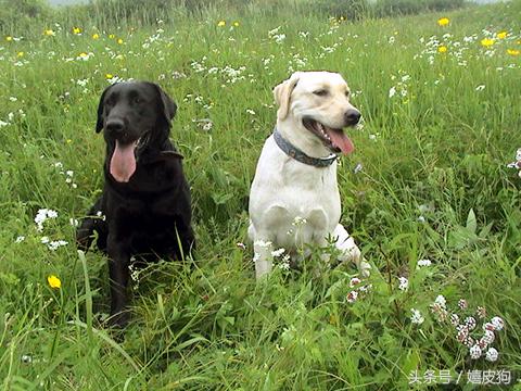 大狗黑色黄色,大狗黑灰色