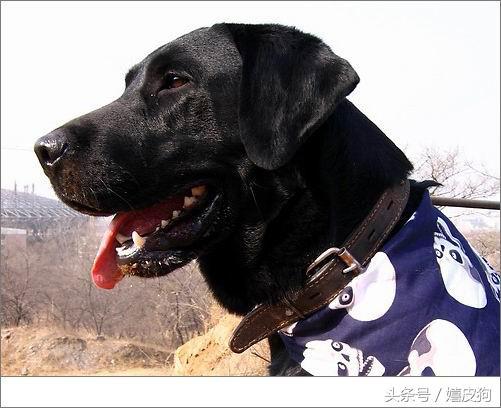 大狗黑色黄色,大狗黑灰色