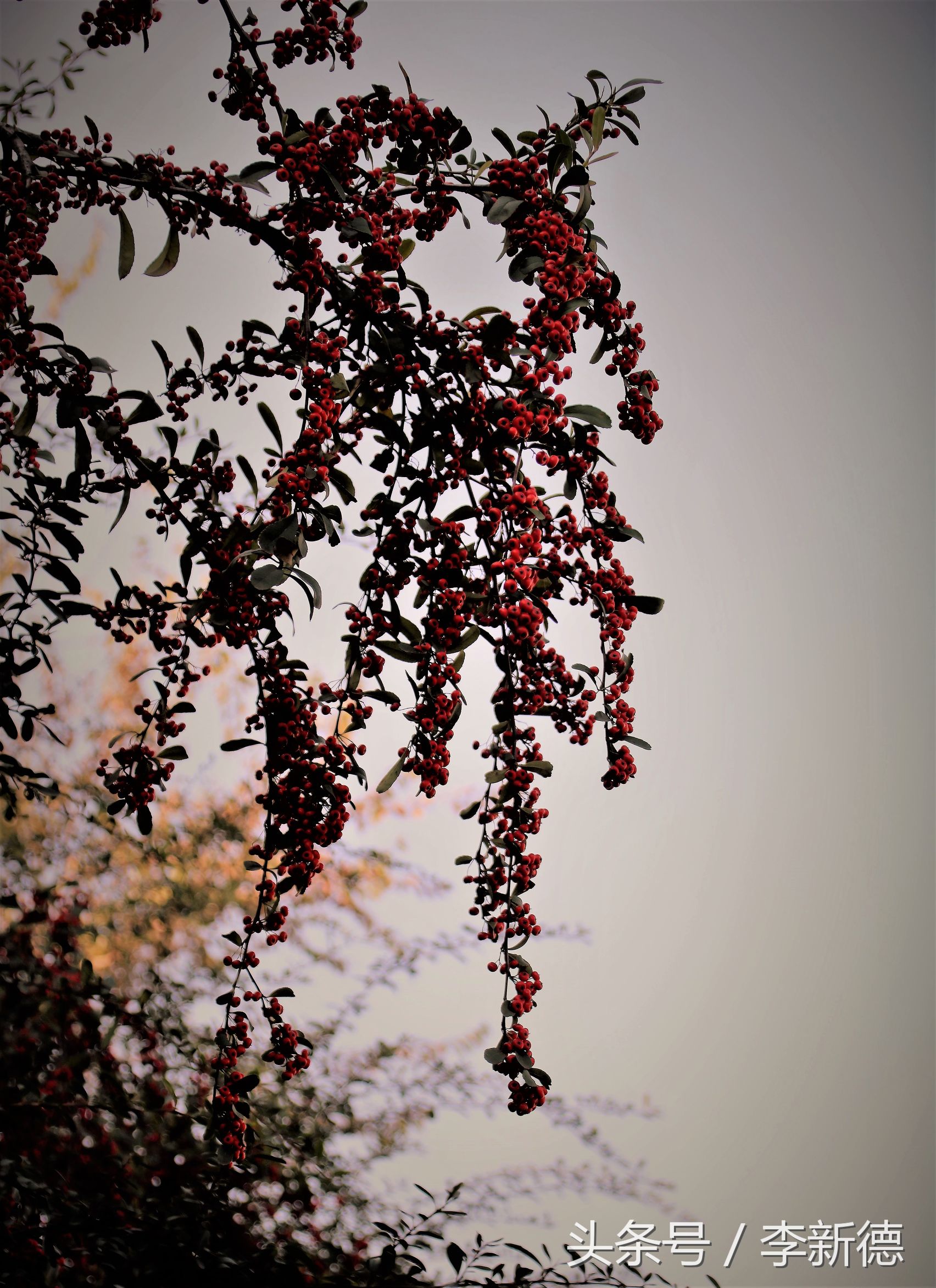 佳能18-200与腾龙16-300画质比较,佳能80d18-135跟腾龙18-200哪个好