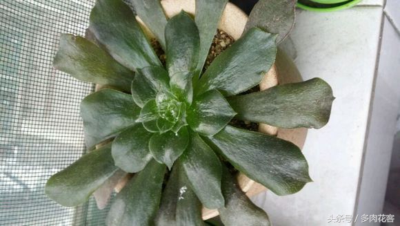 多肉冻伤的叶子怎么处理,多肉植物冻伤教你怎么施救