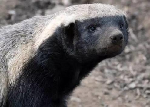 世上第一凶猛蜜獾大战狮子,蜜獾看到非洲狮群时毫无畏惧