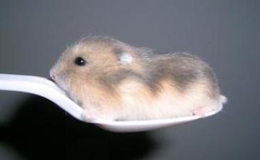 如何给仓鼠铲屎,仓鼠是不是要每天铲屎