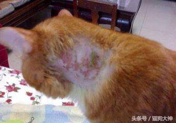 人得了猫癣如何预防猫癣扩散,被感染猫癣了怎么办