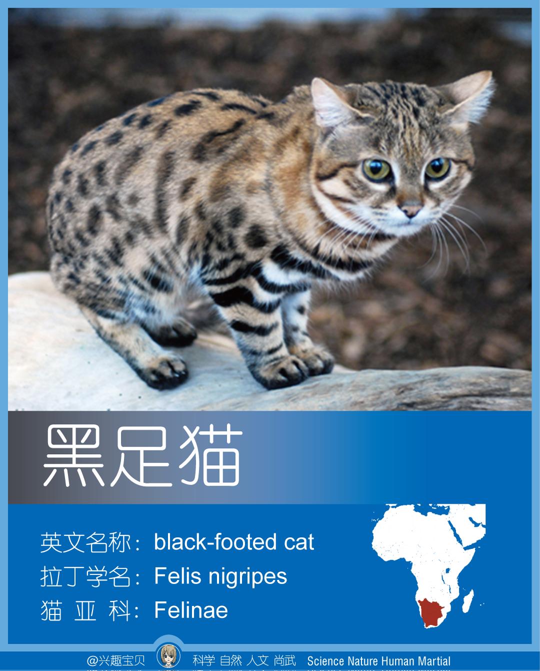 所有36种猫科动物排行,兴趣宝贝21期