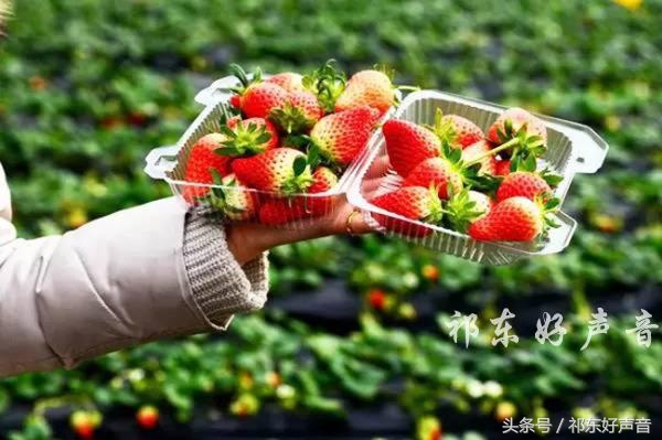 草莓哥商丘,草莓哥精品水果