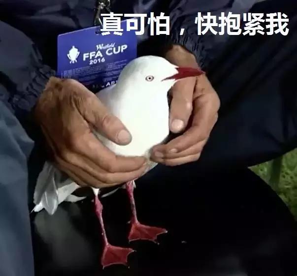 悉尼一只海鸥误入足球赛场，被一球打晕后，成了全场焦点……