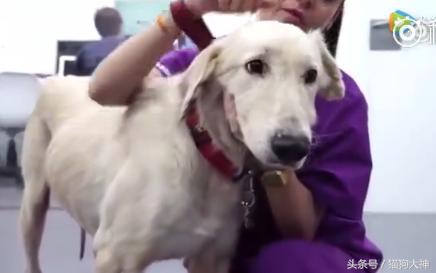 可怜狗狗被救活,可怜的狗狗死了