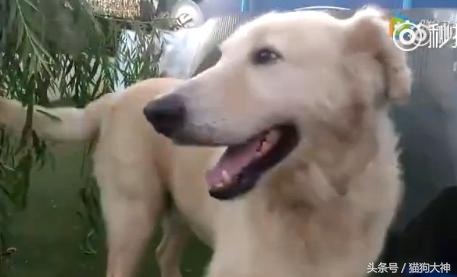 可怜狗狗被救活,可怜的狗狗死了