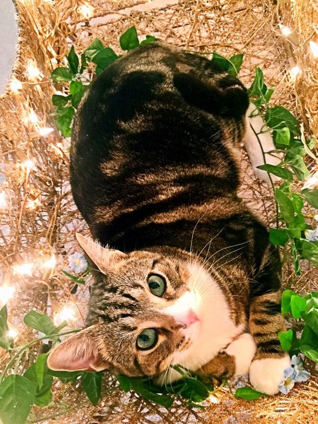 梅西养了一只会踢足球的猫,盘点梅西的猫咪