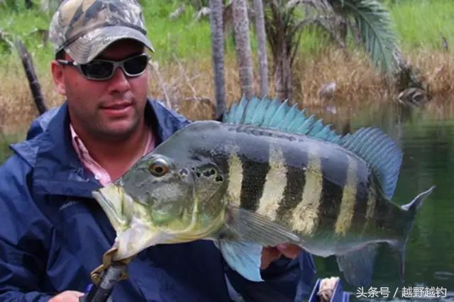 亚马逊钓鱼钓到最大的鱼,亚马逊钓到1吨的鱼