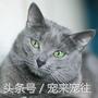 可爱的猫咪视频小奶猫,猫咪大全及名字