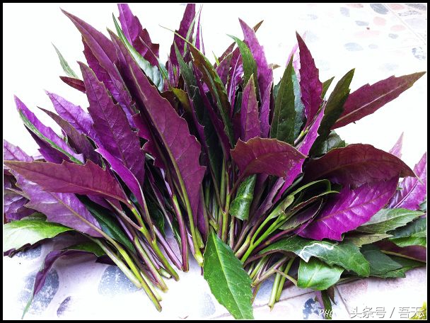 广东干货特产有哪些,正宗广东特产鸡仔饼