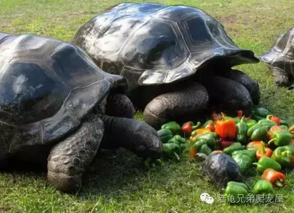 亚达饲养方法及注意事项,如何才可以在中国饲养亚达伯拉