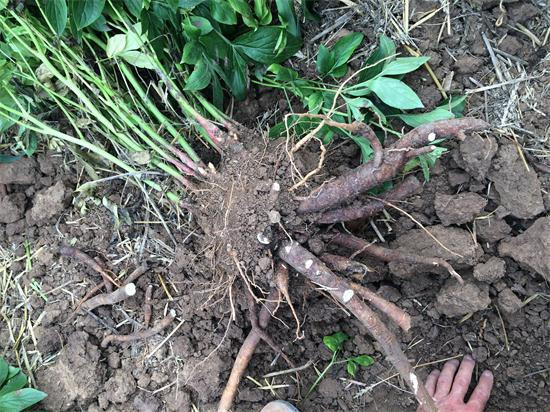 近日亳州白芍行情,亳州白芍今日行情