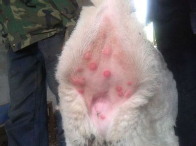 波尔山羊痘的诊断与防治,山羊羊痘怎么治疗视频