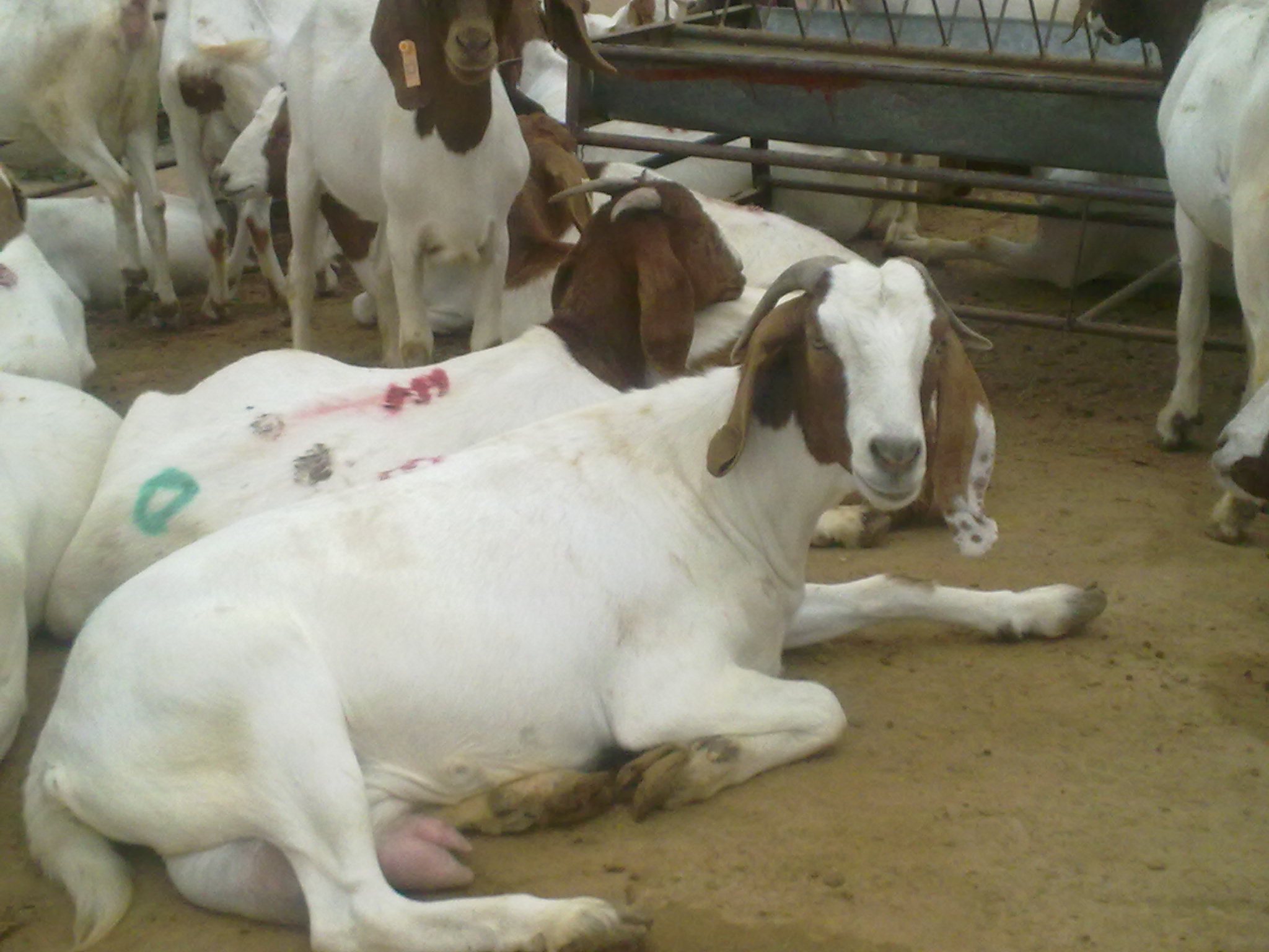 羊产道脱出怎么治疗,成年羊子宫感染处理方法