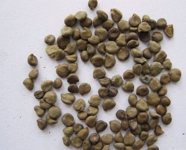 便秘十几年中医怎么调理,80岁的老人便秘偏方