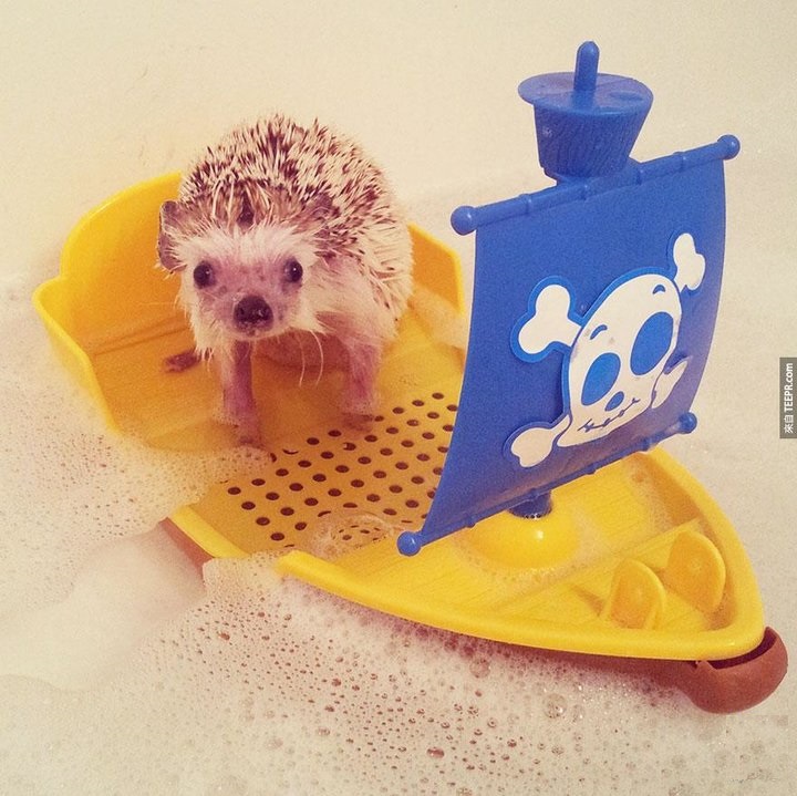 刚出生的小刺猬太可爱了,小刺猬没有牙齿