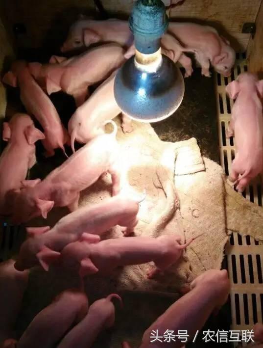 母猪多产仔的三大秘诀,母猪多产仔的9大秘诀