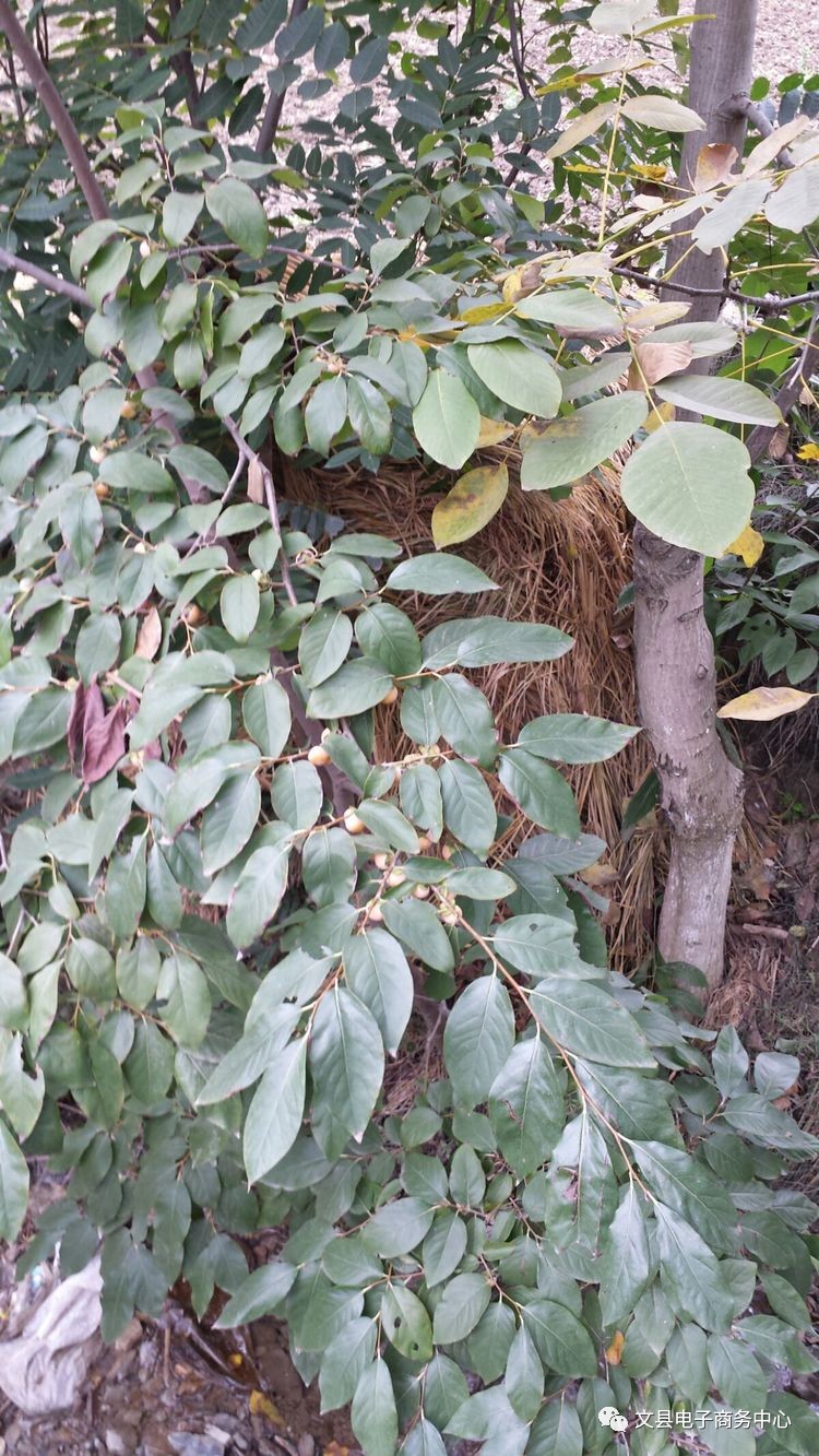 文县贾昌一个“胖子”变”瘦子“的过程