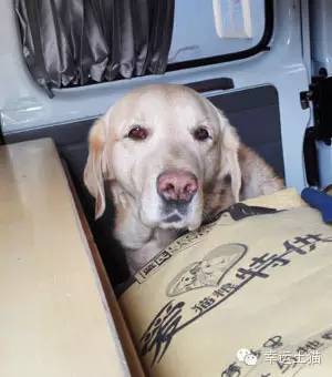 带喂了2年的流浪猫回家过年,公园里的流浪猫吃饱了